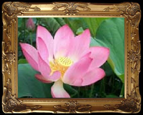 framed  unknow artist Realistic Water Lily, Ta013